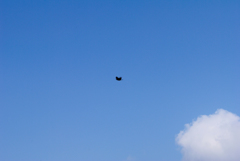 蔵王 駒草平 上空の鳥
