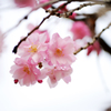 桜四姉妹