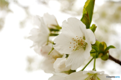 色白の桜