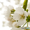 色白の桜