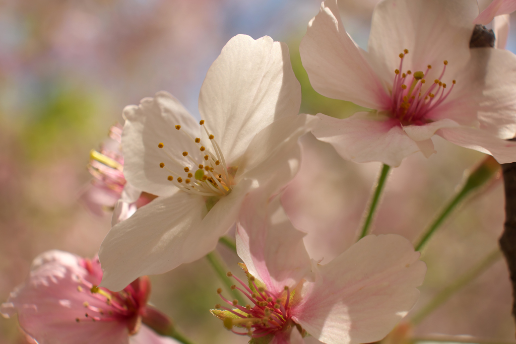 終盤の桜②