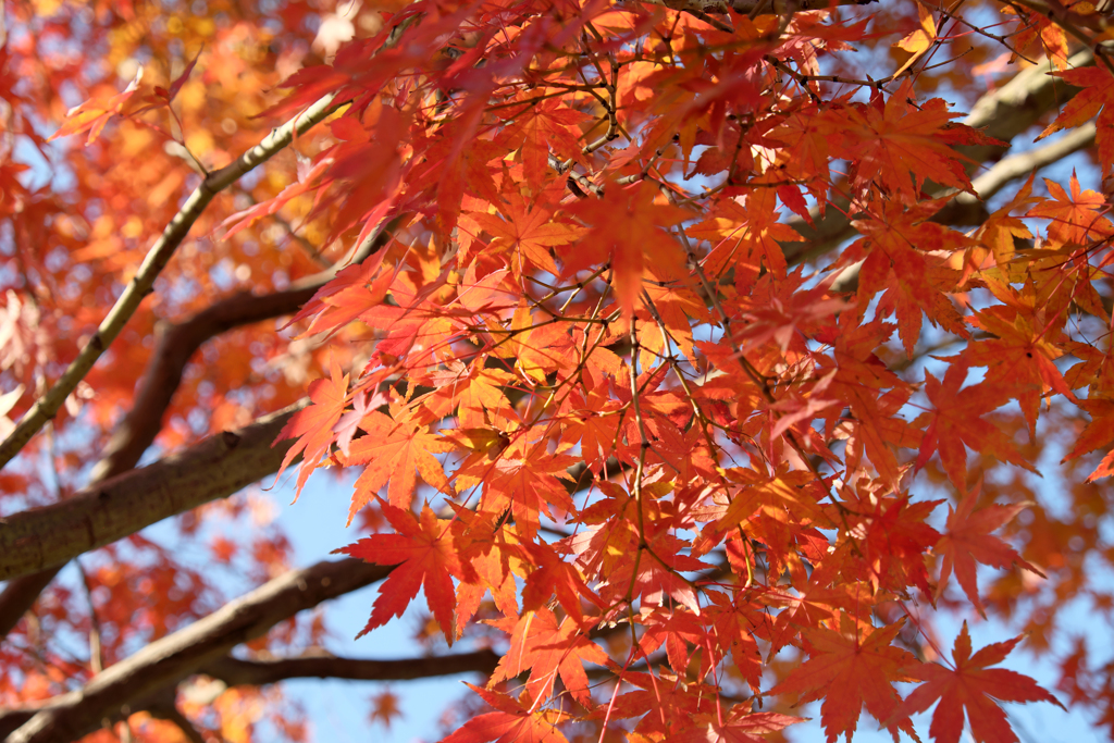 紅いもみじ