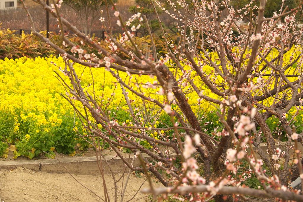 梅と菜の花