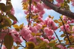 近所の八重桜③