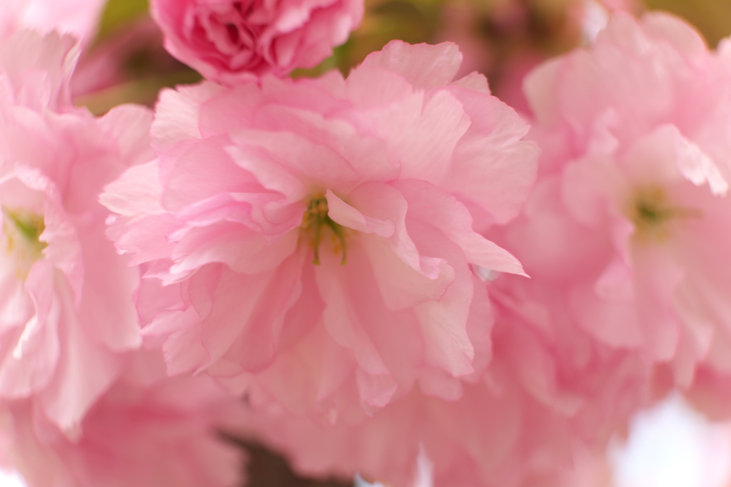 近所の八重桜