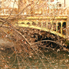 納屋橋と四季桜