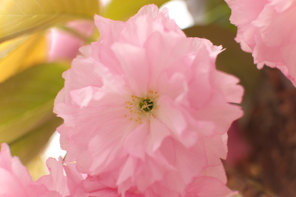 近所の八重桜②