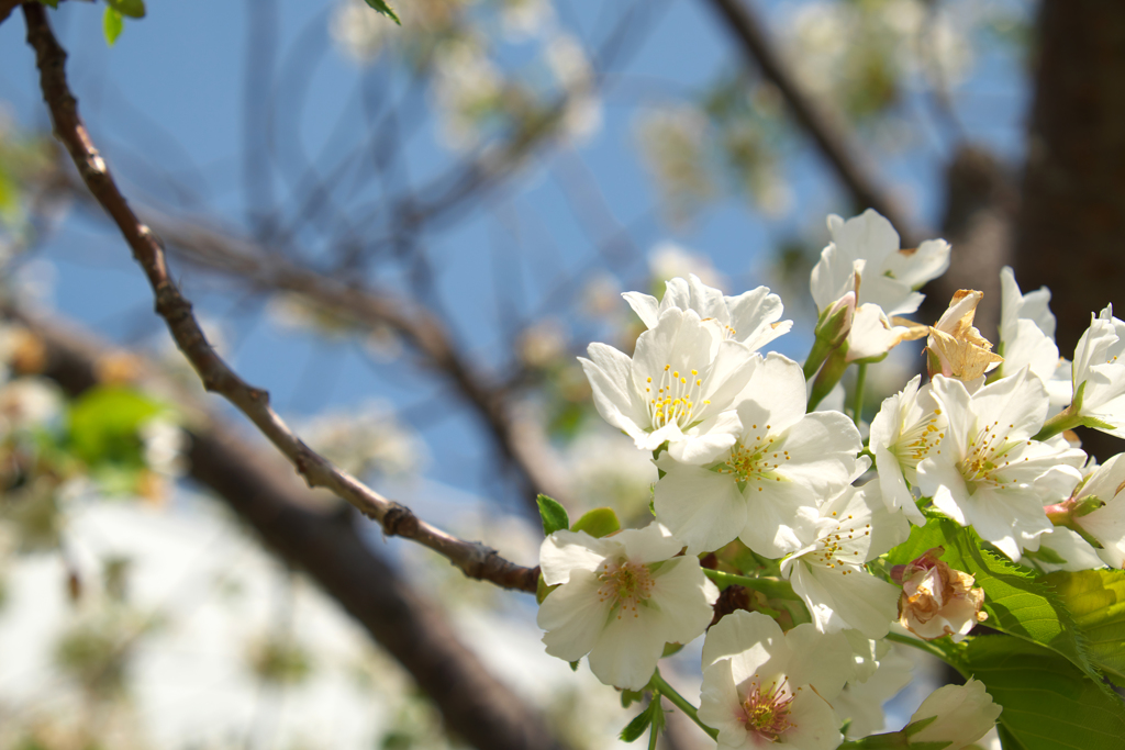 終盤の桜⑧