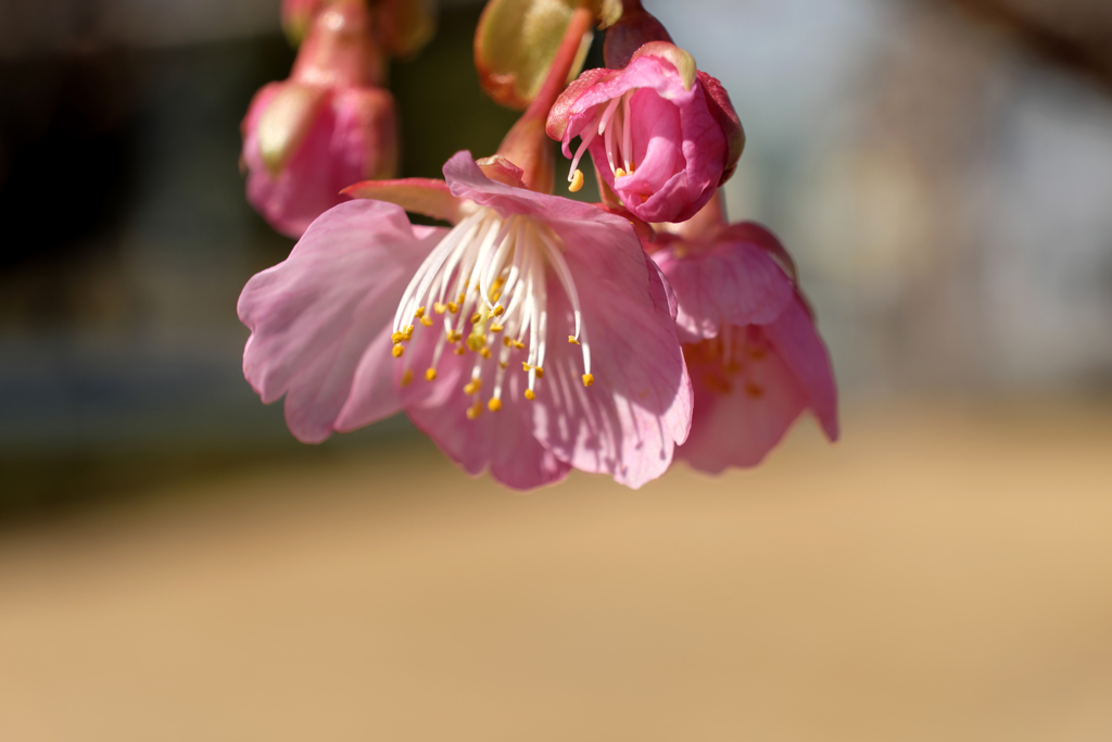 初美桜