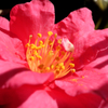 花粉
