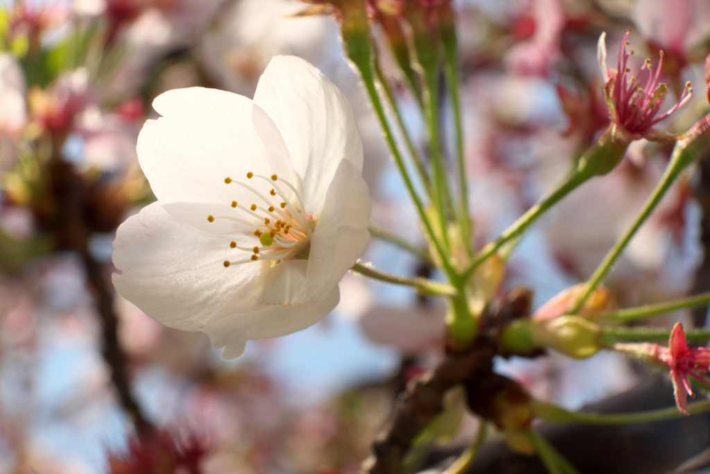 終盤の桜③