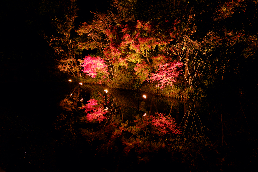 白鳥公園 紅葉