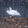 田尻池の白鳥