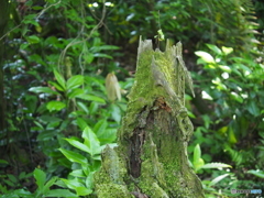杉沢の沢スギ