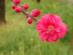 富山県中央植物園にて1