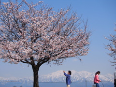 写真日和。