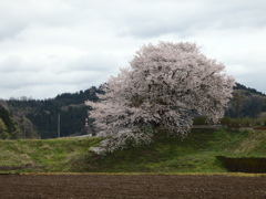 一本桜