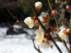 梅 高岡古城公園