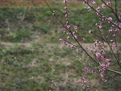 桜舞う