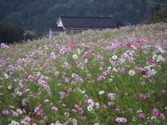 コスモス 夢の平