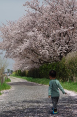マナムスコと桜