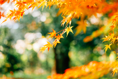 色づく紅葉