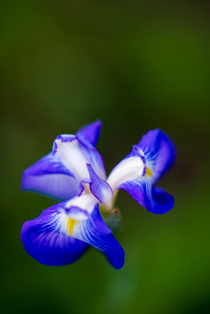 梅屋敷の菖蒲