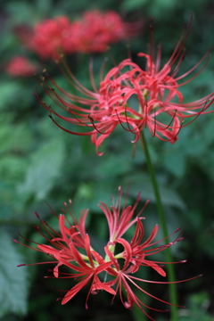 曼珠沙華