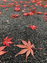秋の終わり