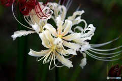 曼珠沙華-2