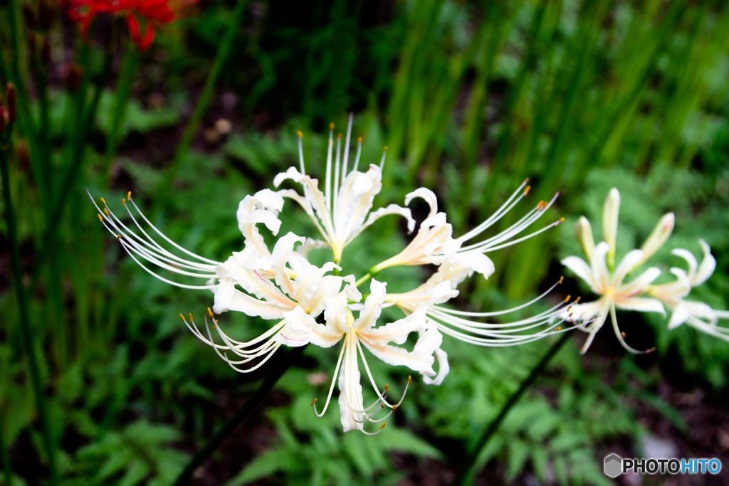 曼珠沙華