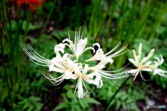 曼珠沙華