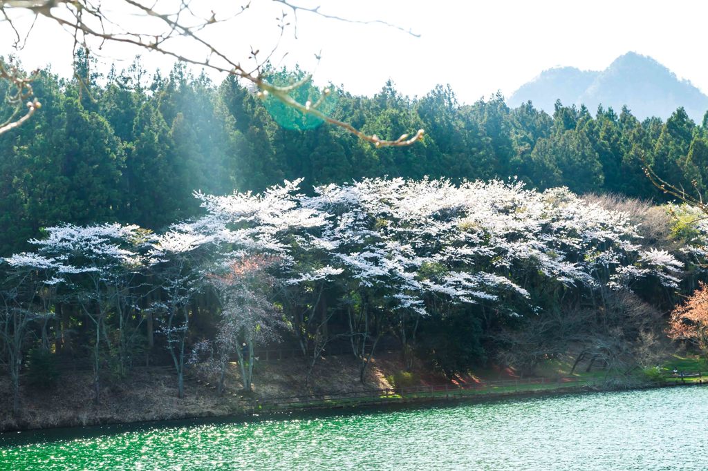 光桜2