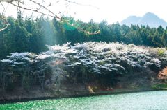 光桜2