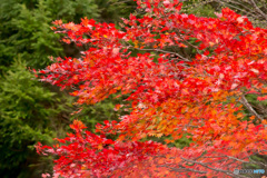 日光紅葉2