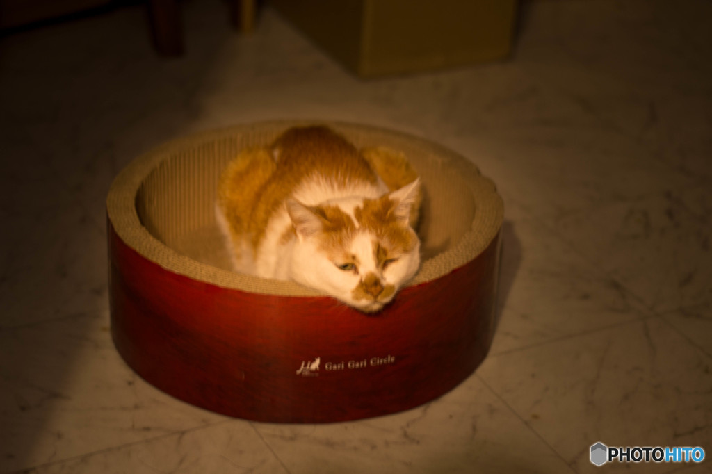リラックス猫