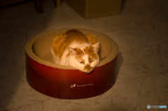 リラックス猫