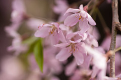 乙姫桜2