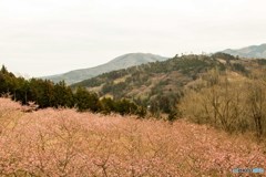 里山と桜