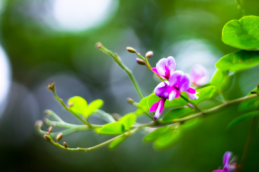 萩の花