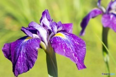 菖蒲1