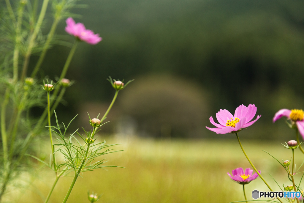 彼岸花とそばの花とコスモス