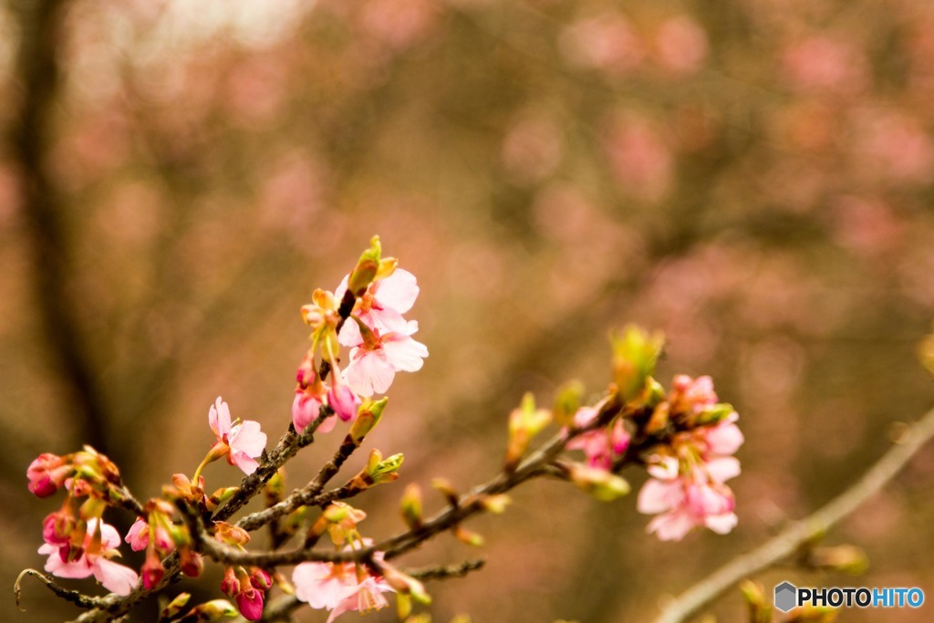 河津桜2
