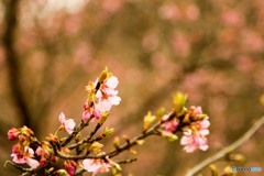 河津桜2