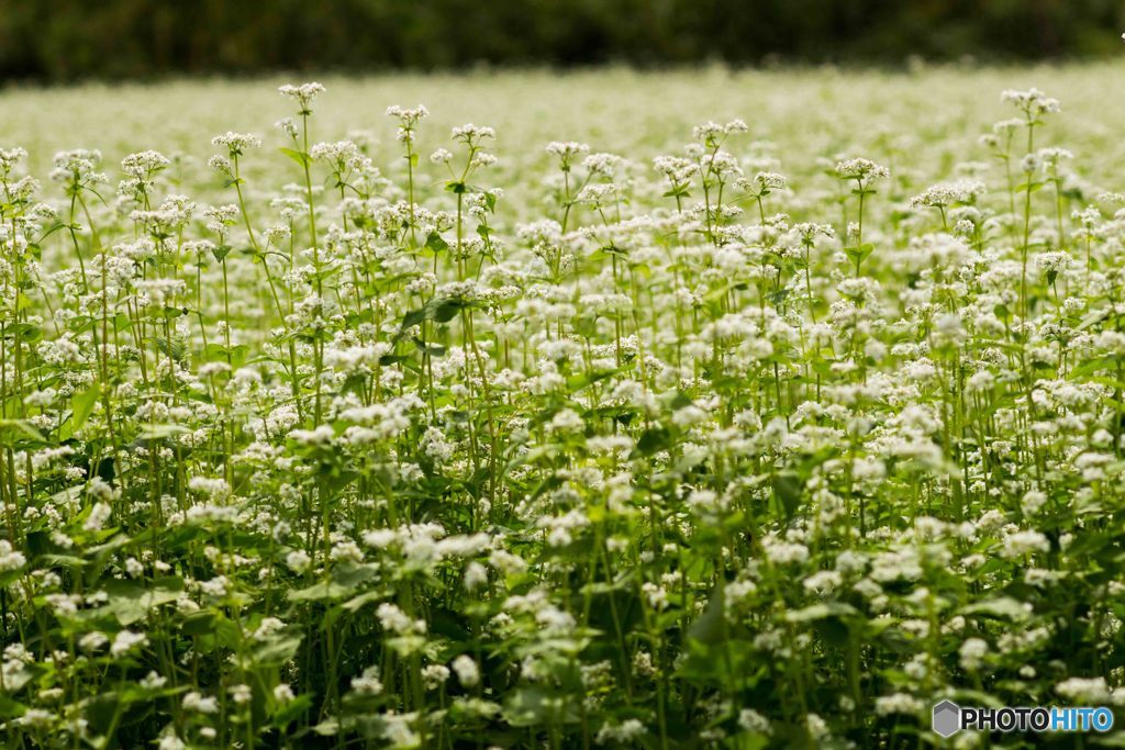 蕎麦の花