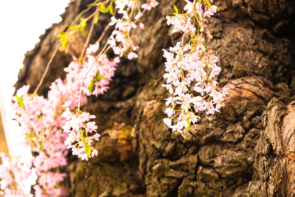 乙姫桜