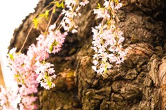 乙姫桜