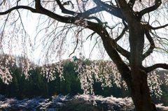 しだれ桜3