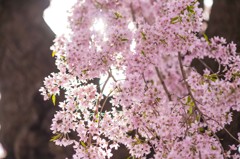 乙姫桜1