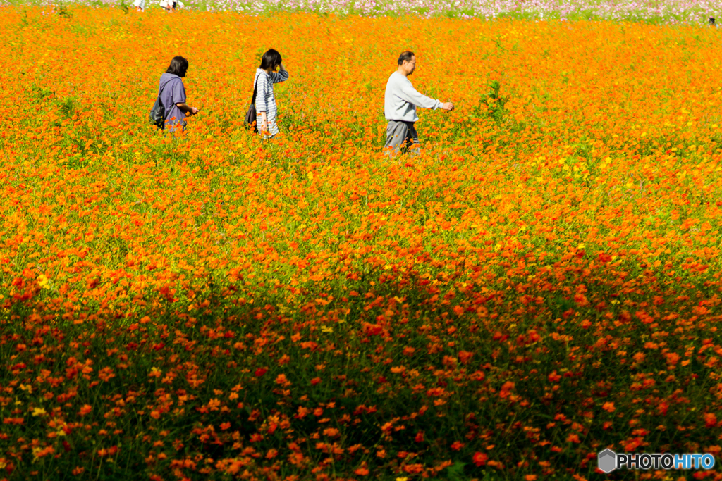 黄花コスモスの行進